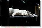 20080727_12_30_12-01 * I liked the albino alligator. * 1200 x 800 * (74KB)