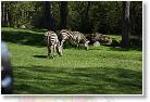 20090417_11_37_48-01 * Zebras * 3888 x 2592 * (3.19MB)