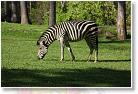 20090417_17_04_44-02 * Zebra * 3888 x 2592 * (2.6MB)