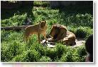 20090417_16_46_26-01 * Lions * 3888 x 2592 * (3.03MB)